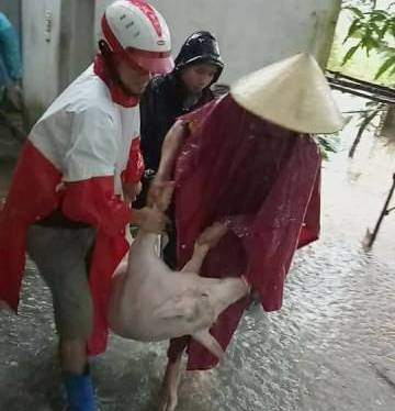 ĐVTN huyện Thạch Thành giúp dân di chuyển vật nuôi tránh bão